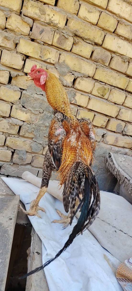 3 ديوجه هراتي اصلي فول ضخامه عاليات مكان نجف تك 60 توصيل بعض محافضات


**إذا كنت صاحب هذا الإعلان وتريد حذفه لأي سبب، رجاءا أرسل رسالة إلى الدعم الفني**