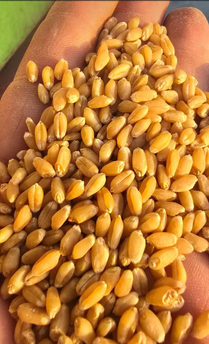 السلام عليكم
يوجد حنطه وفيه فرنسيا 
بنت المغلف مشروطه
الكميه محدوده
العنوان بابل الحمزه الغربي 
استفسار  ***********
