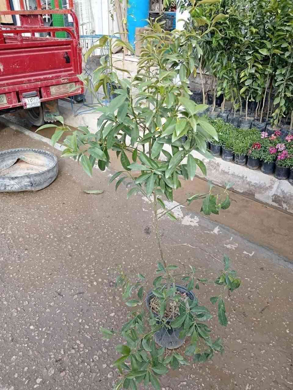 #عرض_خاص 

من #مشتل_ابوبكر عنواننا التميز والابداع 😍😍

متوفر الحمضيات القزمي الصيني والياباني كلها مثمرة 

ليمون 
لالنكي
برتقال 

جاي تنباع ب 15 الف 

#حاليا_سعرها 10 الاف فقط 😍😍

#العنوان_القائم_حصيبة 
شارع ابو رندة القديم شارع صيدلية النبع مقابل قرطاسية ديار الأمل 

الإتصال *********** مشتل ابوبكر
