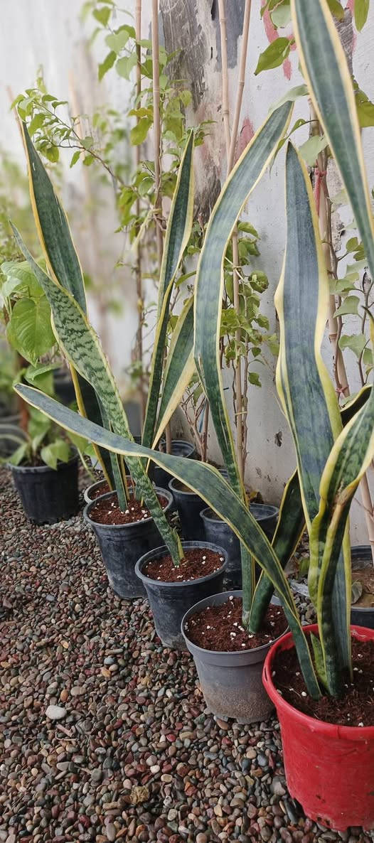 الـسـلام عـلـيـكـم 🩵🙋🏻‍♂️
نُعلن عن وصول وجبة جديدة من النباتات إلى
🌿 مشتل دوميز 🌿
ترقّبوا أقوى العروض والأنواع المميزة قريبًا ✨
لأصحاب الذوق الراقي ومحبي الطبيعة 💚🌱
شكراً لاختياركم #مشتل_دوميز
جـمـال حـديـقـتـك🖤 يـبـداء مـن مـشـتـل دومـيـز🌳
♦#....بيش يبيعون اني ارخص.منهم💪
♦ العرض مستمر لحين.انتهاء الكميه💥💥💥💥
          💞#مشتل_دوميز💞
♦موصل الايسر •حي الساهرون
♦🔥🖤━شارع_✘✘_المولدات━🩵🔥
       موصل الايسر #حي_الساهرون شارع المولدات
♦✧════•❁❀❁•════✧
للحجز والاستفسار واتساب فايبر
♦***********
✧════•❁❀❁•════✧
متوفر توصيل داخل #الموصل_الحبيبه🩵🫂
♦***********واتساب فقط

#مشتل_دوميز #نباتات_منزلية #نباتات_داخلية #تجهيزات_زرع #نباتات_الموصل #ديكور_نباتي #عشاق_النباتات #نباتات_ظل #نباتات_زينة #موصلنا_خضرا #نباتات_للبيت #تنسيق_نباتات #هدايا_خضراء #نباتات_وعناية #AL_MOSUL @إشارة
