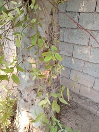 شجر • ٧ قطع • حديقة