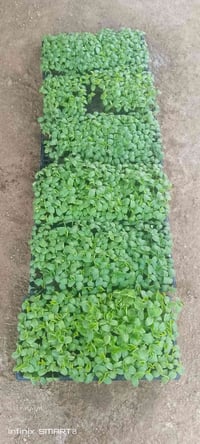 خيار  الصنف ماجيلان  للحجز والاستفسار الرقم07829171987