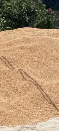 حنطة عربية • كمية ١٥ • درجة أولى