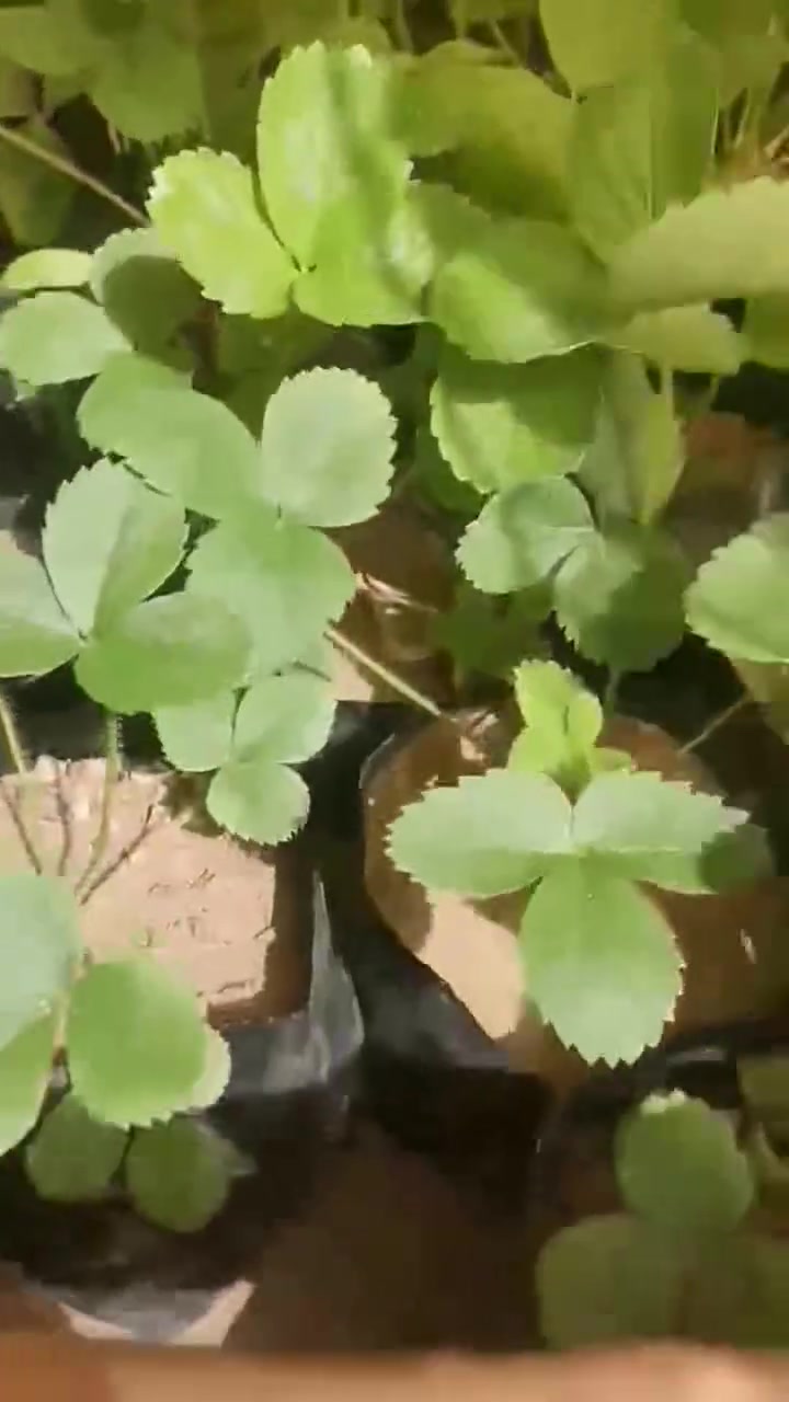 يوجـد شـتلات فرولة 🍓🍓لـلبـيع


**إذا كنت صاحب هذا الإعلان وتريد حذفه لأي سبب، رجاءا أرسل رسالة إلى الدعم الفني**