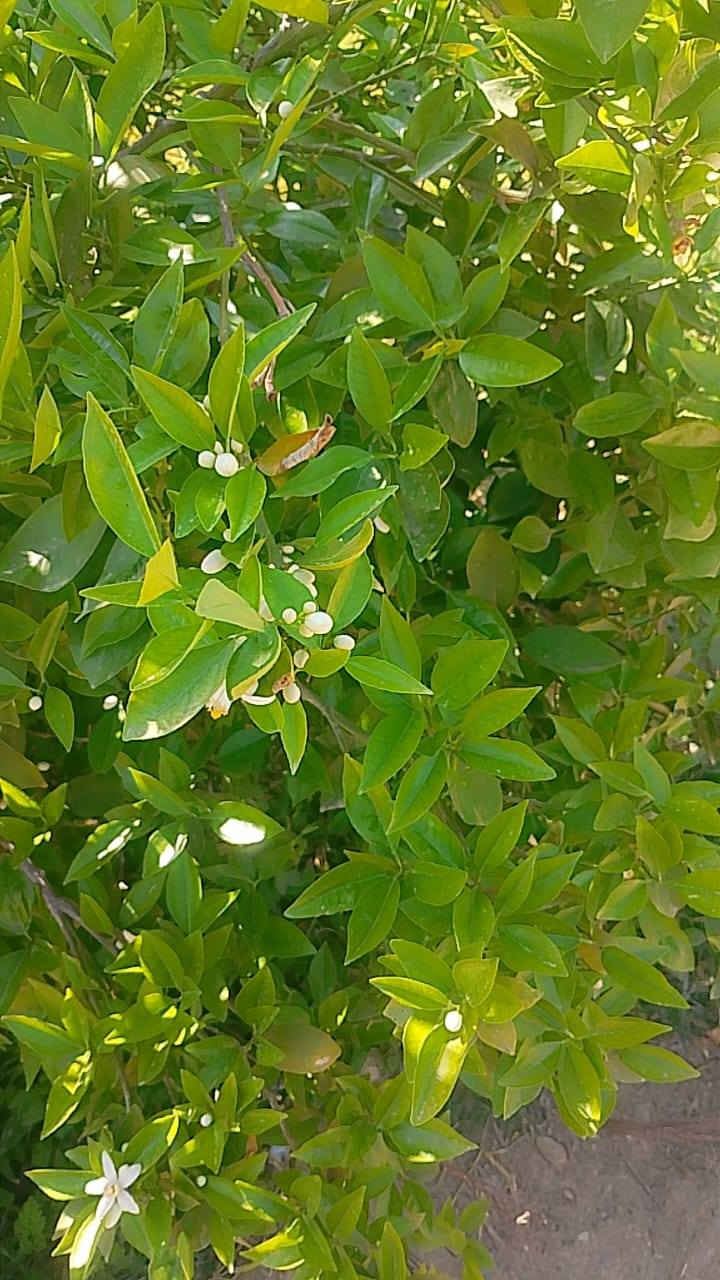 سلام عليكم 
يوجد لدينا انواع الورود والحمضيات 
ونعناع 
يوجد كادر لتنضيف وتجديد الحدائق المتروكه 
الاستفسار مراسله الصفحه


**إذا كنت صاحب هذا الإعلان وتريد حذفه لأي سبب، رجاءا أرسل رسالة إلى الدعم الفني**