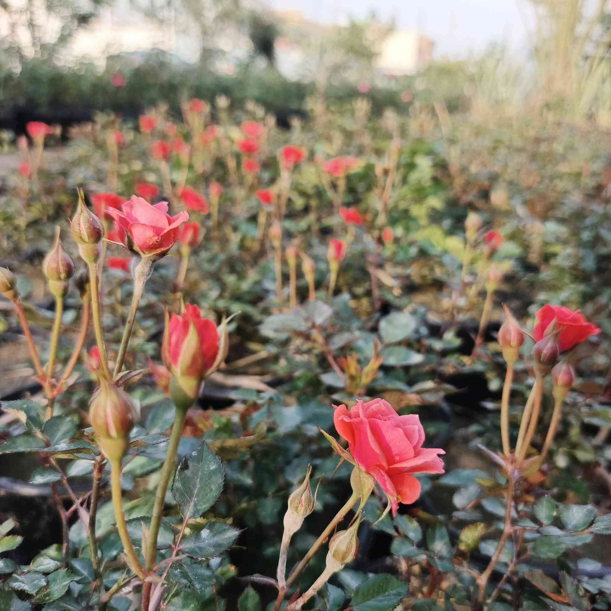 توفر الورد الجوري بكافة الانواع والاوان كلشي جديد تلكا يمنه داخل
مشتل النورين 
 #عنوانه_شارع_الغطاس_خلف_المجمع_السوري 
🚘🚖توصيل داخل صويره فقط 
  ***********
...***********
