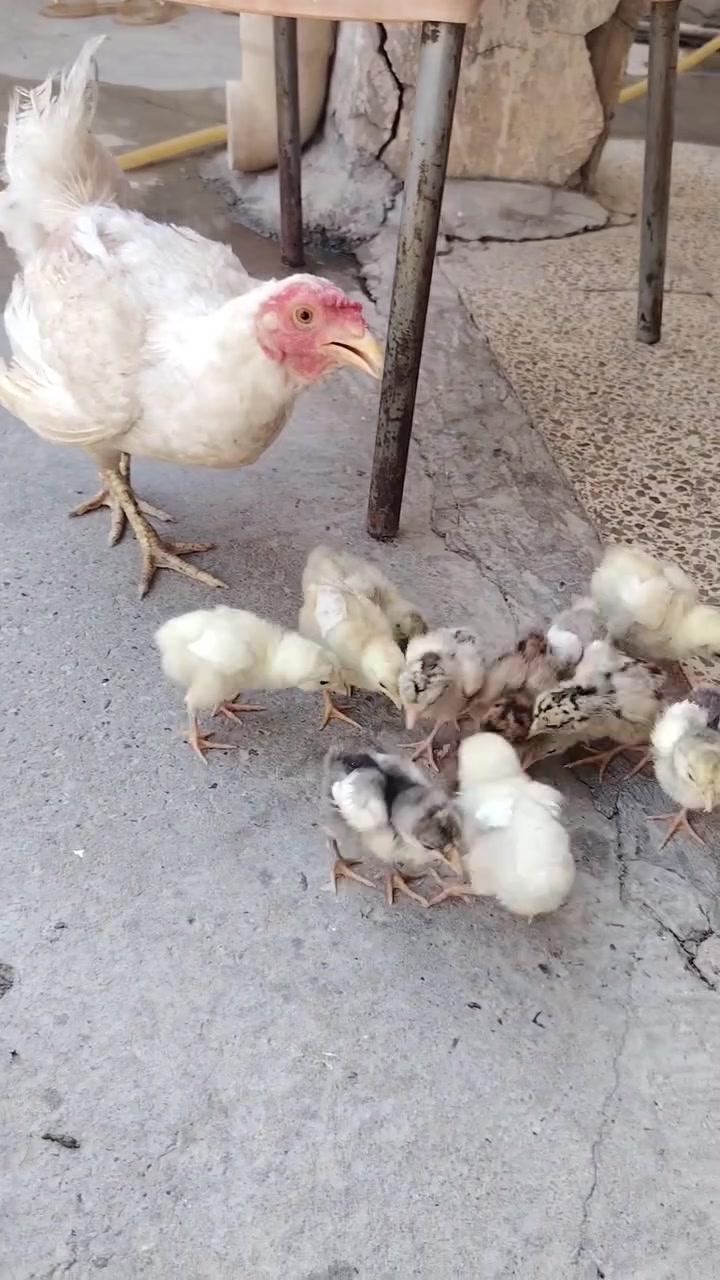 دجاجه للبيع نضيفه وياهه ١١ فرخ ملقحات السعر ٤٥


**إذا كنت صاحب هذا الإعلان وتريد حذفه لأي سبب، رجاءا أرسل رسالة إلى الدعم الفني**