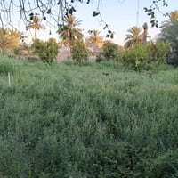 وقف سني • ١٥٠٠م • المدائن المشروع