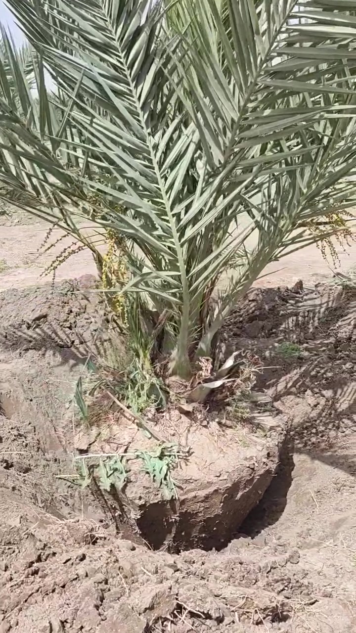 السلام عليكم
#يتوفر مجهول نسيجي امايات للبيع 
العنوان : كربلاء المقدسة — قضاء الحر — منطقة الجماليه 
للاستفسار اتصل :***********
