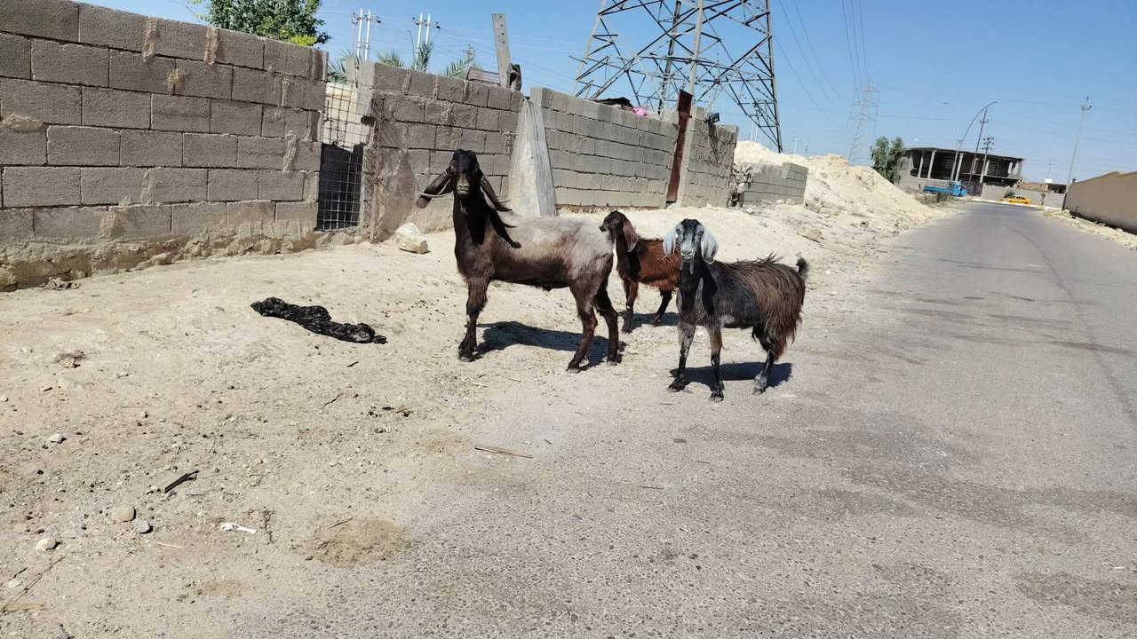 بسم الله تبارك الرحمن
فحل سوري دبسي شرط لفحوليه خشان وطول خير من الله مبدل 6 سنون مال جنيه شكايت توم كامل مواصفات الجنيه السعر مطلوب بي 535 وبي مجال للشراي مكان الانبار حديثه *********** وبي واتساب
 توصيل موجود جميع محافضات العراق
