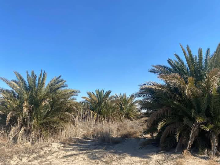 سلام عليكم 
مزرعه 9دونم للبيع معه بيت 230.م.يتكون البيت من 2 غرف.وصاله.مطبخ.وستقبال.مجمع صحيات. 
طابو زراعي سند 25
واجها المزرعه 63م نزال 360م
مكان المزرعه ديوانيه قضاء الشافعيه 
تبعد عن شارء نجف ديوانيه 2 كيلو كافت الخدمات ماء سقس ماء اساله تبليط تنباء نص وتنباء كامله. 
السعر.. 140مليون وقابل للتفاوظ استفسار اكثر اتصال علر رقم.. ***********
