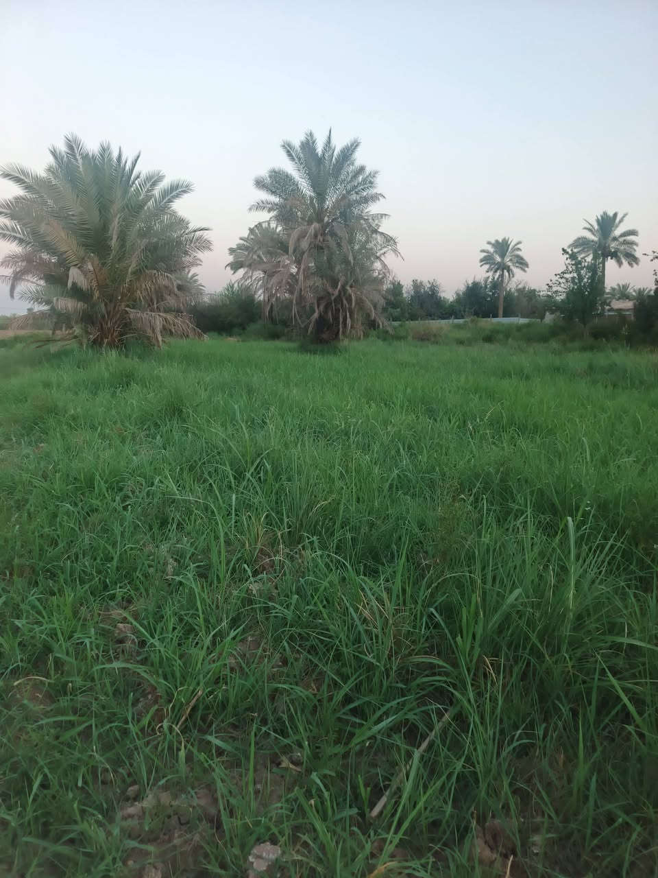سلام عليكم للبيع دونم سند 25 تحويل مباشر بسم المشتري بغداد الراشدية قرية العراكنة تبعد عن ناحية ربع ساعة وعن شارع العام طريق بغداد كركوك 2 كيلو كهرباء ماء سقي ماء اساله تصلح سكن او مزرعة السعر 100وبي مجال للشراي ***********
