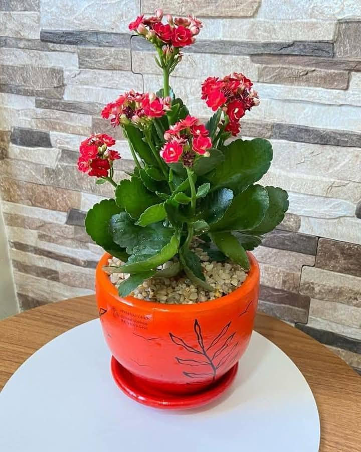 نبات كلانشو
نبات عصاري؛ لذلك يطلق عليه البعض اسم (صبار كلانشو)، مزهر وأزهاره طويلة العمر، وتأخذ ألواناً عدة من الأحمر والأصفر والبرتقالي والأرجواني

الكلانشو من النباتات التي تتحمل العطش والحرارة، وكون النبات مزهر فهو يحتاج لإضاءة قوية بعيدة عن أشعة الشمس المباشرة وتروى عندما تجف تربتها، ما يميز الكلانشو هو طول فترة الازهار.

يتحمل نبات الكلانشو تقلبات الحرارة المختلفة

السعر  7 الف  حجم كبير 
مشتل المصطفى  

للحجز عن طريق الخاص او على الارقام التالية عن طريق الواتس اب ....... 
   ... ***********
