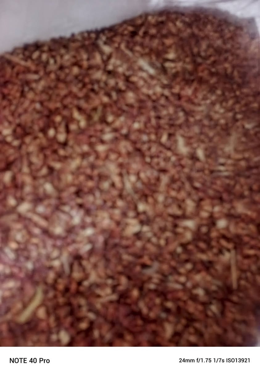 بسم الله الرحمن الرحيم يوجد جميع أنواع البذور ذره صفراء@وذره حمراء @وبذور سيسبان @العنوان الحمزه الغربي قرب خط السريع @للتواصل ***********
