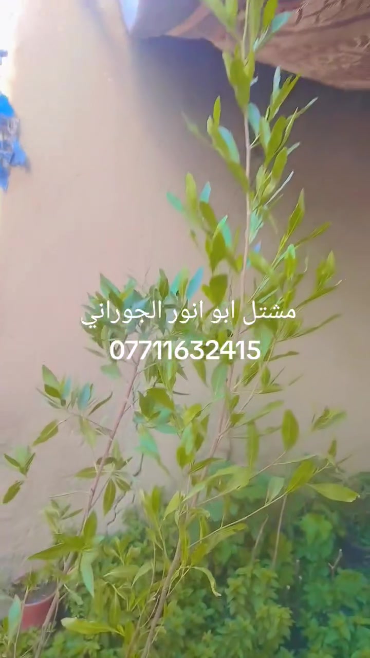 مشتل ابو انور الجوراني قرب مكتب احمد لاسدي ال بل شمري
