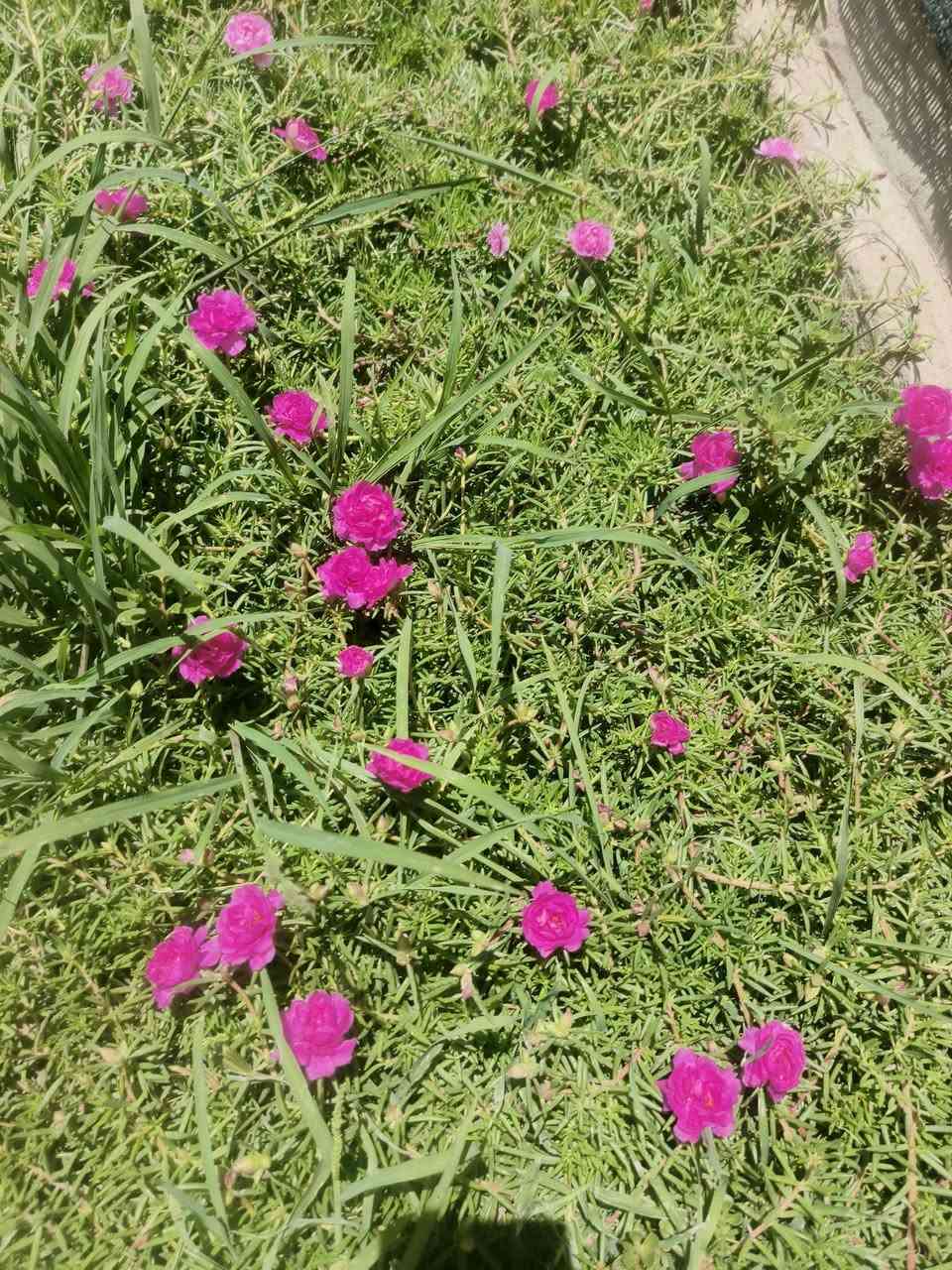 الورد هو أجمل ما قد يتلبس فيه السلام... 🌸
متوفر لدينا سنادين ورد الصباح الوان مشكلة 
💰 سعر السندانة: 1000 دينار  أقل طلبية: 5 سنادين، مع أقلام ورد الصباح مجاناً.
📍 العنوان: – شارع زوبع الصوب الصغير مشتل العذاري 
يتوفر توصيل داخل غماس الف دينار التوصيل


**إذا كنت صاحب هذا الإعلان وتريد حذفه لأي سبب، رجاءا أرسل رسالة إلى الدعم الفني**