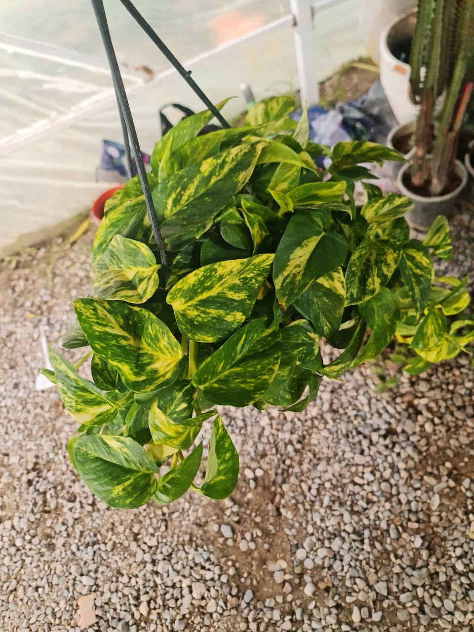 السلام وعليكم وصول نباتات ضلية الاسعار اسفل كل صورة 
العنوان ديالى الخالص الغربية مجاور اسواق الحداد 
***********
