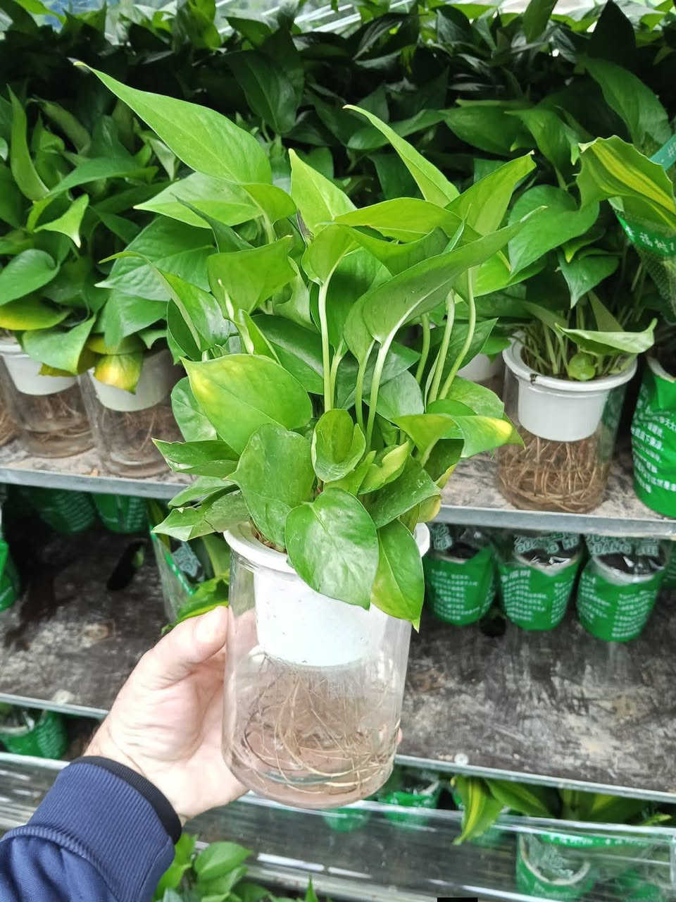 وصول وجبة جديدة من نباتات الظل 🌱
اختيارات حلوة تناسب البيت والمكتب
وبأنسب الأسعار
✨ تبدأ من 5,000 فقط ✨
يوجد لدينا خدمة توصيل لكافة احياء مدينة الموصل والمحافظات 
الحجز والاستفسار الاتصال 
***********
