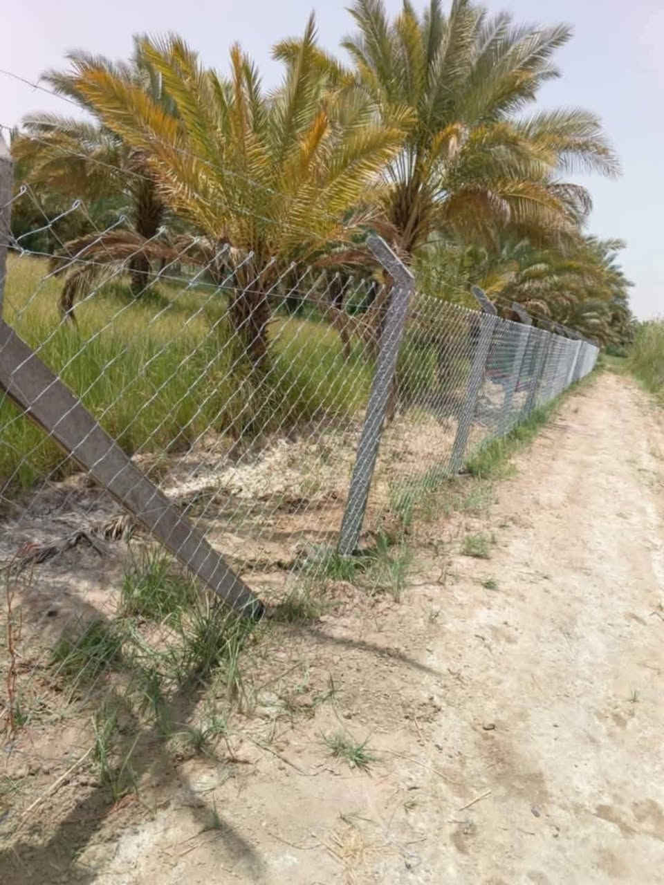 ***********🟣تعلن شركة النهرين لعمل اسيجة ال brc والملاعب ⁦🟣
***********🟣تعلن شركة النهرين لعمل اسيجة ال brc والملاعب ⁦🟣
🔻عن عمل ونصب جميع انواع اسيجة الBRC ⁦⛏️⁩
🔴مستعدون لتجهيز كافه الملاعب 
🔻وعن عمل جميع انواع الاسيجة العشبية الجميلة 🍀🍀
🔻سعر المتر من 6الف 💸الى 10الف 💸حسب الطلب وحسب نوع السيم ⁦⚒️⁩
🔻يوجد كادر مختص بالعمل 💪
🔻نعمل في كافة محافظات العراق 🚛⁦🚛
🔻للطلب او الاستفسار قم بمراسلة البيج او اتصل على الارقام ⁦⬇️⁩
*********** 📲
*********** 📲🔻عن عمل ونصب جميع انوا
