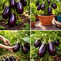 شتل روبات • فلفل جرن الغزال • القائم حصيبة