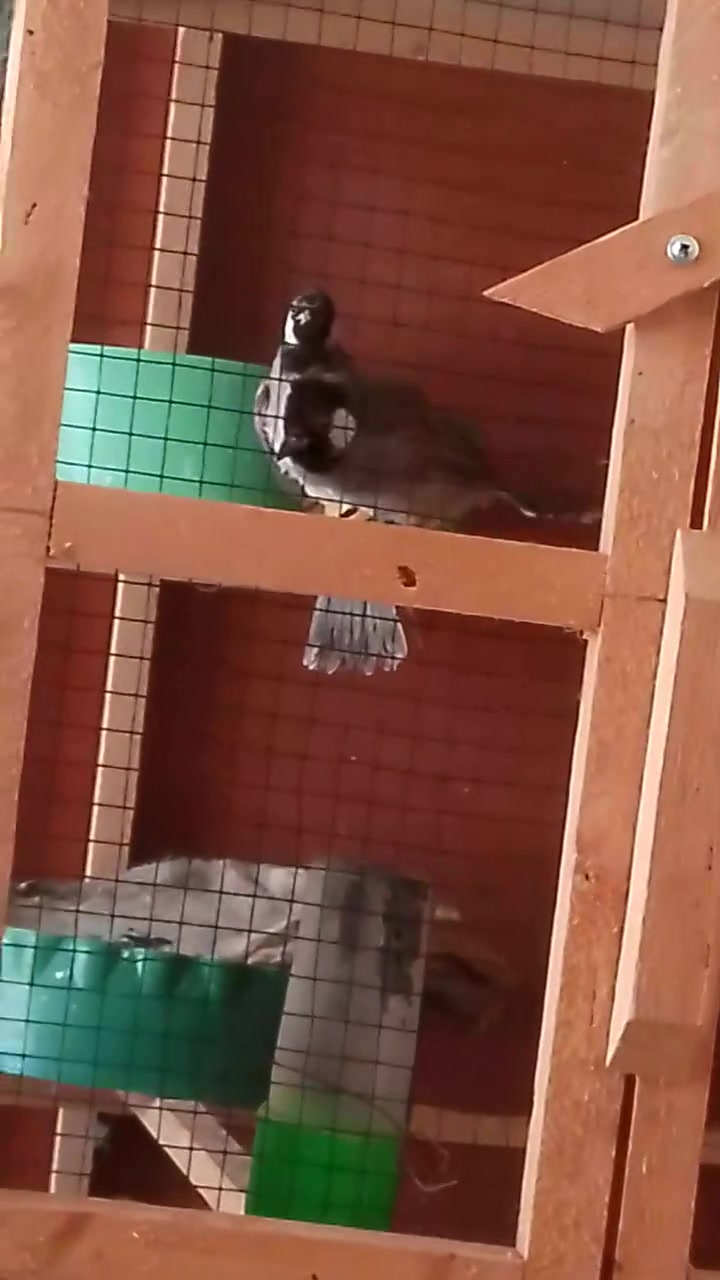 زوج طيره وفحل مثل ما واضحات مخاليف بنات سنت يفيدنه يراسلني خاص مكاني قلعة


**إذا كنت صاحب هذا الإعلان وتريد حذفه لأي سبب، رجاءا أرسل رسالة إلى الدعم الفني**