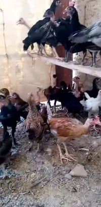 فراريج عرب • ملقحات • ٢٤
