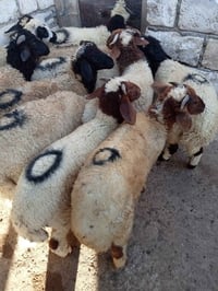 ١٢راس • برقي • ٦شهور