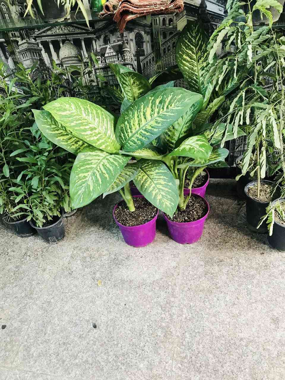 اللهم صلي على محمد وآل محمد
بضاعة جديده ضلي وشمسي 
دائمي وموسمي
 مشتل عطر الزهراء (ع)
العنوان 📍 
 الخطيب الزراعي شارع مشمشه قرب سيد الأسعار  .. شرفونا وكل الهلا بيكم للاستفسار واتساب ***********
