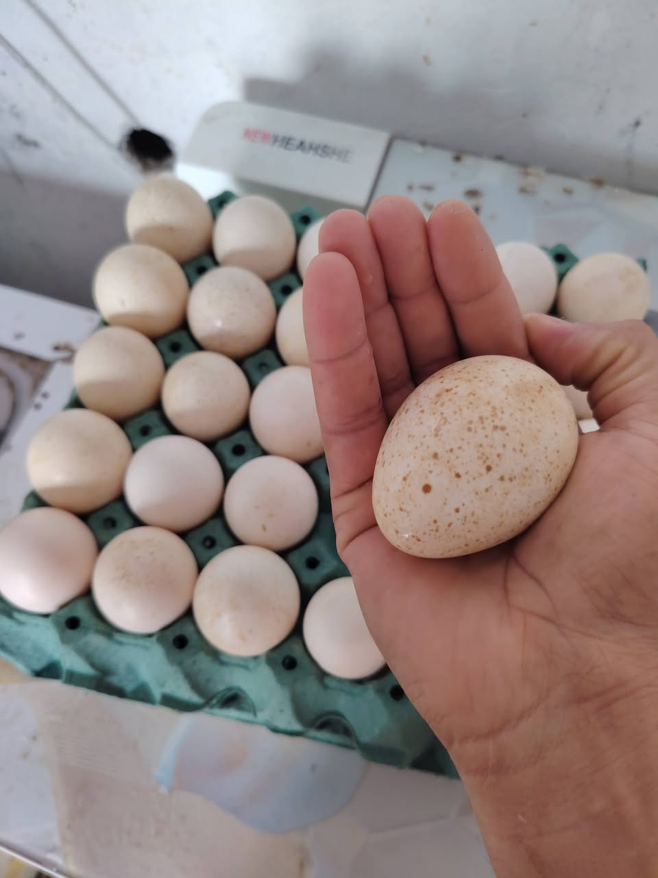 توفر بيض فسيفس برونزي الأصلي سعر البيضه 2 الفين دينار موجود ضلوعيه وبلد ونواحيها
رقمي ***********
