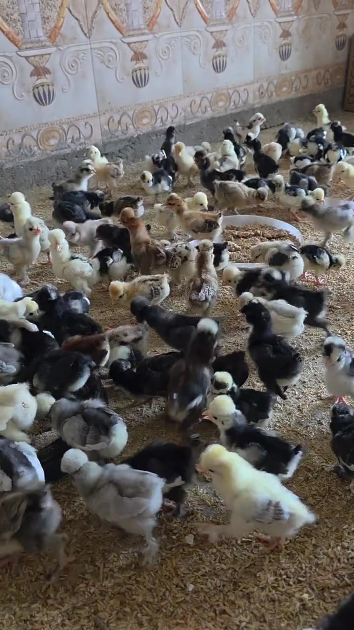 جوجکەی سوڵتان جوتی 3500  قفڵ تەمەن 10 ڕۆژ


**إذا كنت صاحب هذا الإعلان وتريد حذفه لأي سبب، رجاءا أرسل رسالة إلى الدعم الفني**
