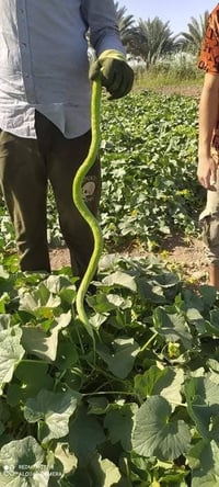 يوجد لدينا بذور لوبيا افيئر يطاليه ستندر شركه نتاجيه خير من الله تحمل ...