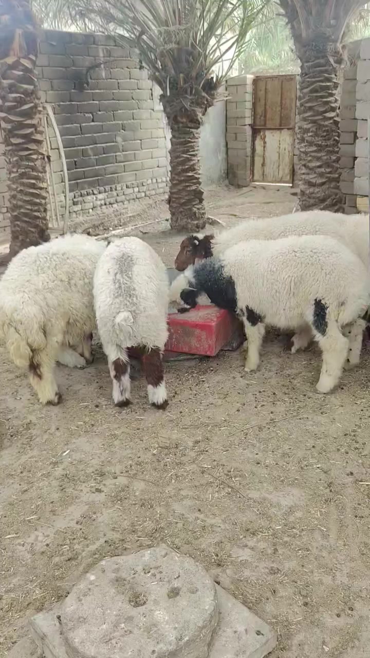 طليان لبيع ذكوره 3ونثايه 3سمان كلش مال كصابه سعر الواحد على 280المكان ناصريه تقاطع  البطحه التصال على الرقم ***********
