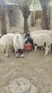 سمان • ٣ذكور ٣إناث • ناصرية