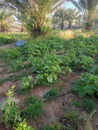 بستان للبيع مساحة 1200متر قريب على الشارع العام خدمات متوفرة  كهرباء و...