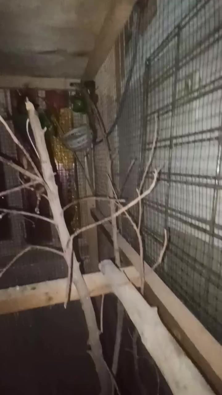 السلام عليكم
قفص للتكاثر  للبيع
تفاصيل
طول 150
الواجهيه 109
نزال 103
نضام جرار للتنضيف
سعر 50 بي مجال 
عنوان/حسينيه مال راشديه 
***********
