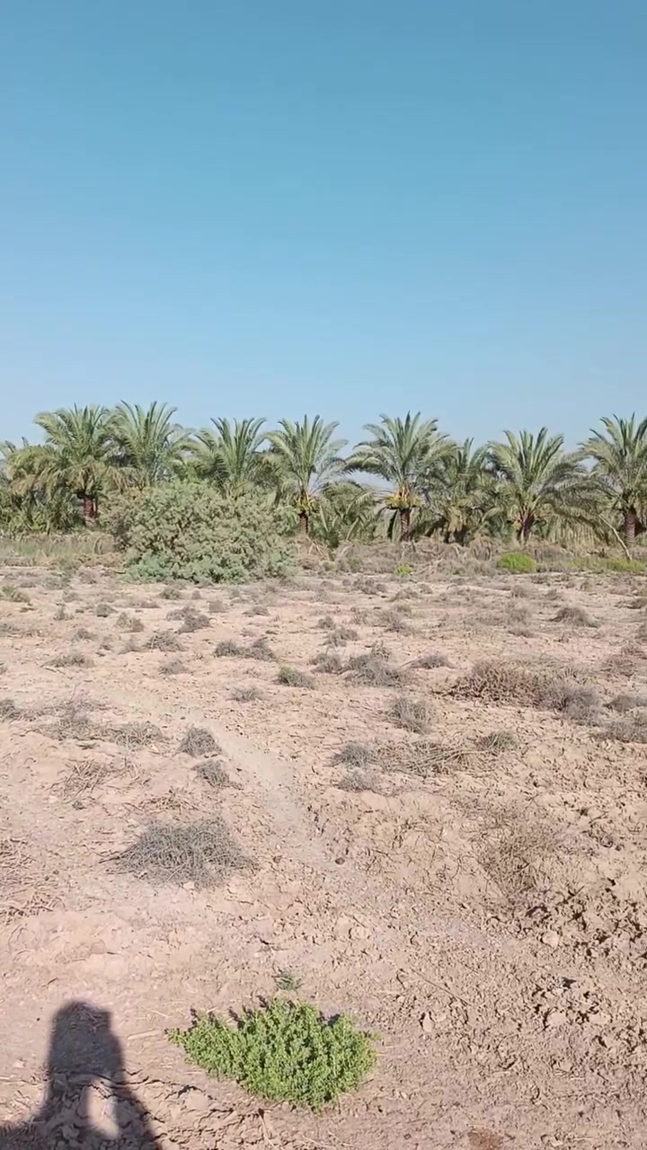 ارض للبيع قريبه عله فرع الوركاء للتواصل على الرقم‏  ‪***********‬‏
