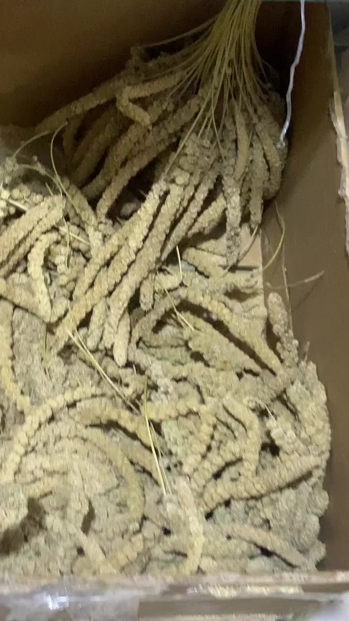 سلام عليكم الحجامي في خدمتكم
كل اعلاف ومكملات طيور زينه متوفره يمي واني بخدمتكم @إشارة


**إذا كنت صاحب هذا الإعلان وتريد حذفه لأي سبب، رجاءا أرسل رسالة إلى الدعم الفني**