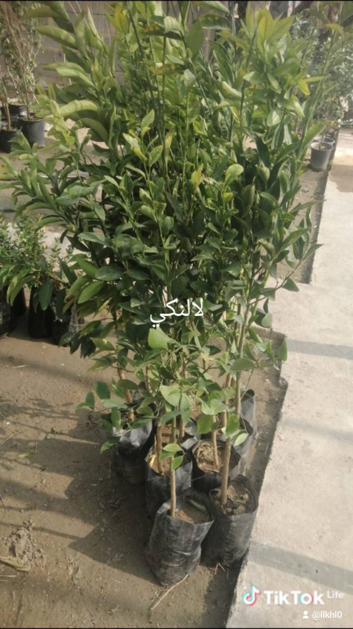 انواع الورد والأشجار الي يريد يزرع يشتري من هذه المشتل الجزيره العنوان سده البوعلي جاسم قرب محطه اساله الماء اسعار مناسبه الي يفتح مشروع اصغير لازم الكل ساندهم وتشتري منهم حته يبقه مستمر في عمله خلي ابن الديره يستفاد وانت المشتري مستفاد اسعار مناسبه وقريبه عليكم


**إذا كنت صاحب هذا الإعلان وتريد حذفه لأي سبب، رجاءا أرسل رسالة إلى الدعم الفني**