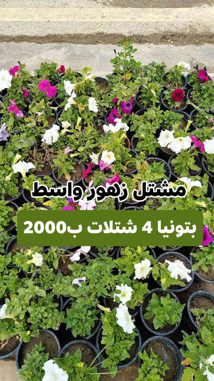 عروض رمضان مستمرين وياكم بالعروض 3 شتلات بسعر 5000 دينار واكو 4شتلات ب 2000 دينار
مشتل زهور واسط 🌸
📍 العنوان: الكوت - فلكة الحاوي - شارع مجمع دمشق الطبي.
🚚 خدمة التوصيل: متوفرة داخل مدينة الكوت فقط.*********** واتساب 
نستقبلكم بكل حب لتزيين منازلكم بأجمل أنواع الزهور والنباتات.
يفتح المشتل طيله ايام الاسبوع من الساعه 7:00 صباحا والى الساعه 11:00 ليلأ
