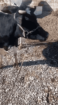 السلام عليكم
مكلف بل نشر تريد خابر راعيها
بقره رغوث وراها حوليه 
حليب خير من الله 
مكفله على كل عيب 
شرط النصائحه 
العنوان قريه شكرا 
رقم الموبايل ***********
