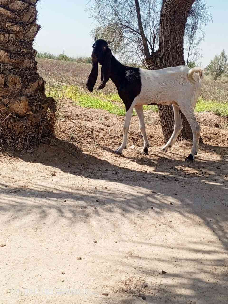السلام عليكم اخوان متاح صخله افغانيه واحد على واحد اول بطن وكافزه الي يردهة يعلق او يتصل ***********
