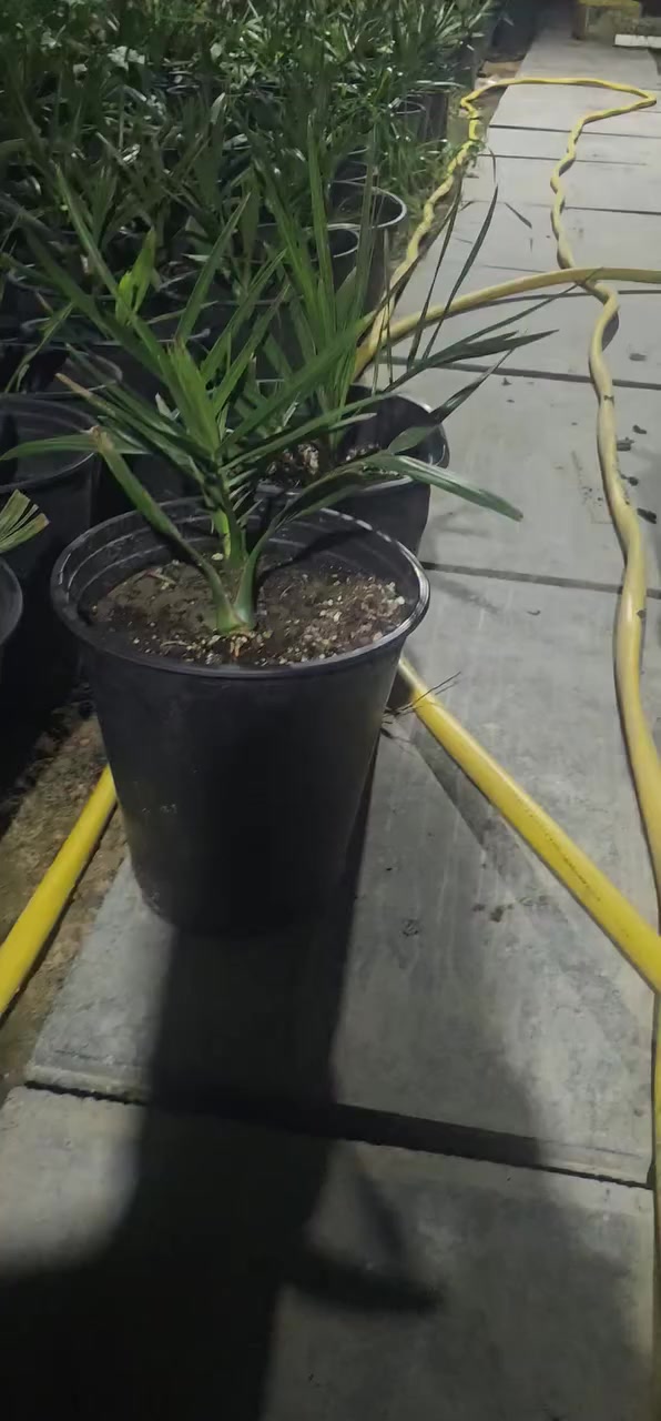 قنبلة الموسم
بداية الموسم
برحي 
برحي

١١٥ الف فقط 
جاهز للغرس باالارض
للحجز 
***********
***********
بابل كيش السريع الدولي
