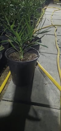 برحي • جاهز للغرس • بابل كيش