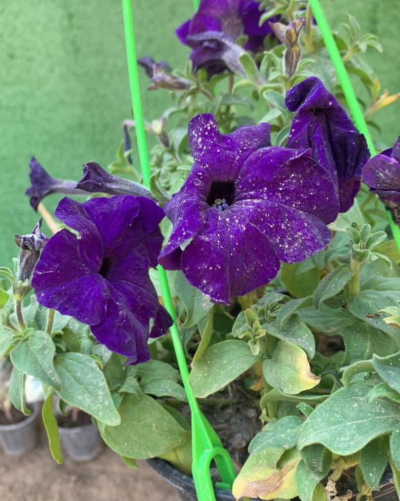 بتونيا تعليق متدلي 
#سعر #ب3500


**إذا كنت صاحب هذا الإعلان وتريد حذفه لأي سبب، رجاءا أرسل رسالة إلى الدعم الفني**