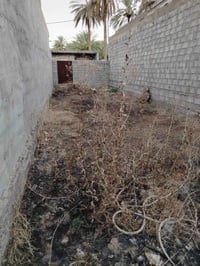 الراشدي • ١٠٠م • واجهة ٥م