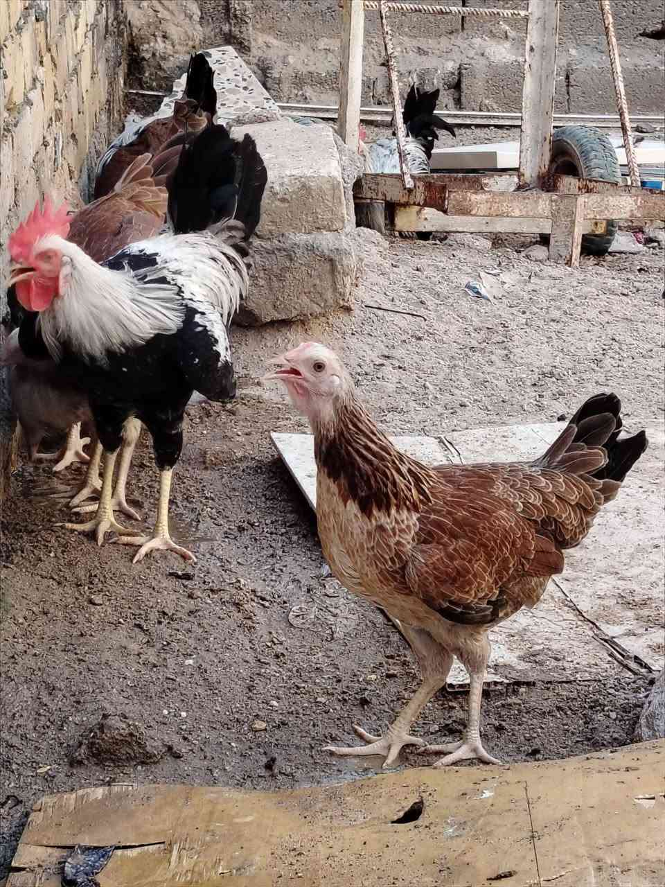 السلام عليكم سيت دجاج دندراوي ديك ودجاجتين للبيع إذا بس ديك موجود الشراي على الخاص او ***********
