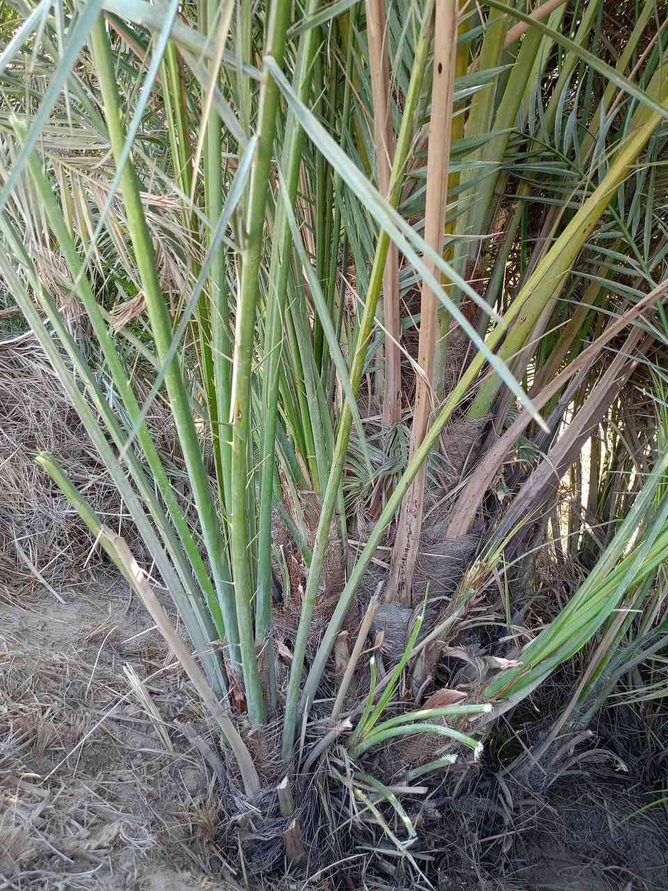 سلام عليكم فسائل نخل للبيع السعر الفسيل 25الف عندي مكتوم نيرسي شويثي خستاوي خضراويه كنطار مكاني كرنه ***********
