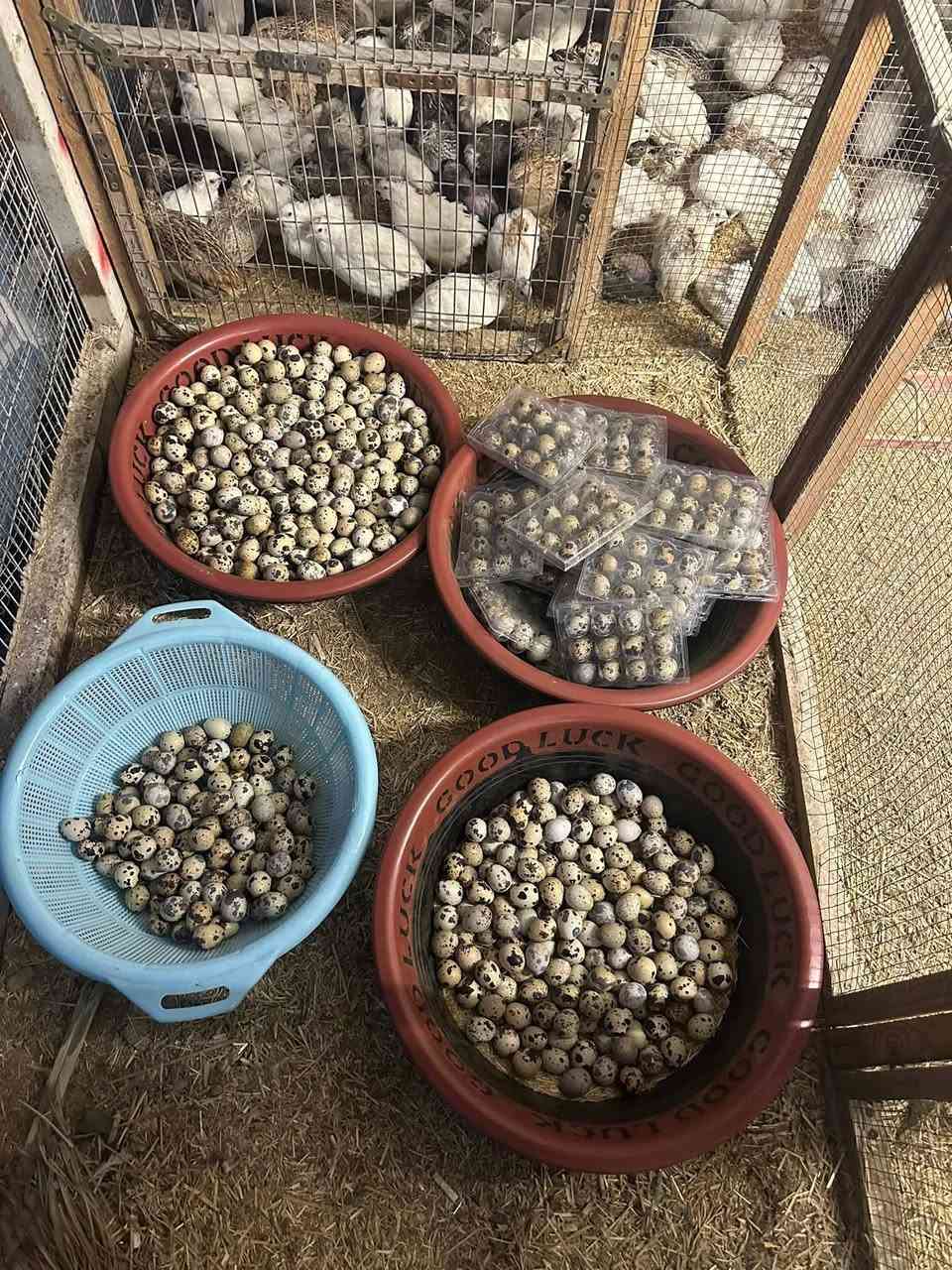 السلام عليكم ورحمه الله وبركاته
يتوفر بيض سمان جديد ونضيف كل 100بيضة 
في 10/000 ألف دينار داخل ناحية القيارة 
للحجز ***********
يوجد خدمة توصيل داخل القيارة
