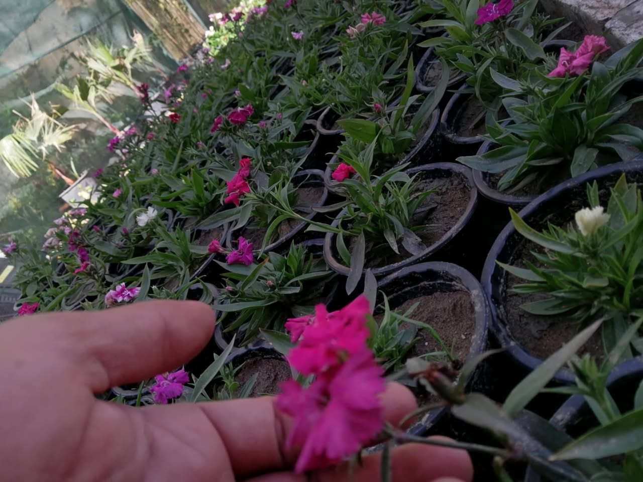 مشتل حديثة المركزي 
ورد موسمي على 500 🌹🌴🍯 يوجد خدمت توصيل 
قرنفل ععراقي
قرنفل صيني
كزانيه


**إذا كنت صاحب هذا الإعلان وتريد حذفه لأي سبب، رجاءا أرسل رسالة إلى الدعم الفني**