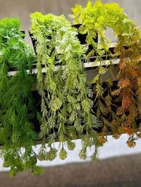 اغصان متدلية • محل الغيث • الشيشان الجديد